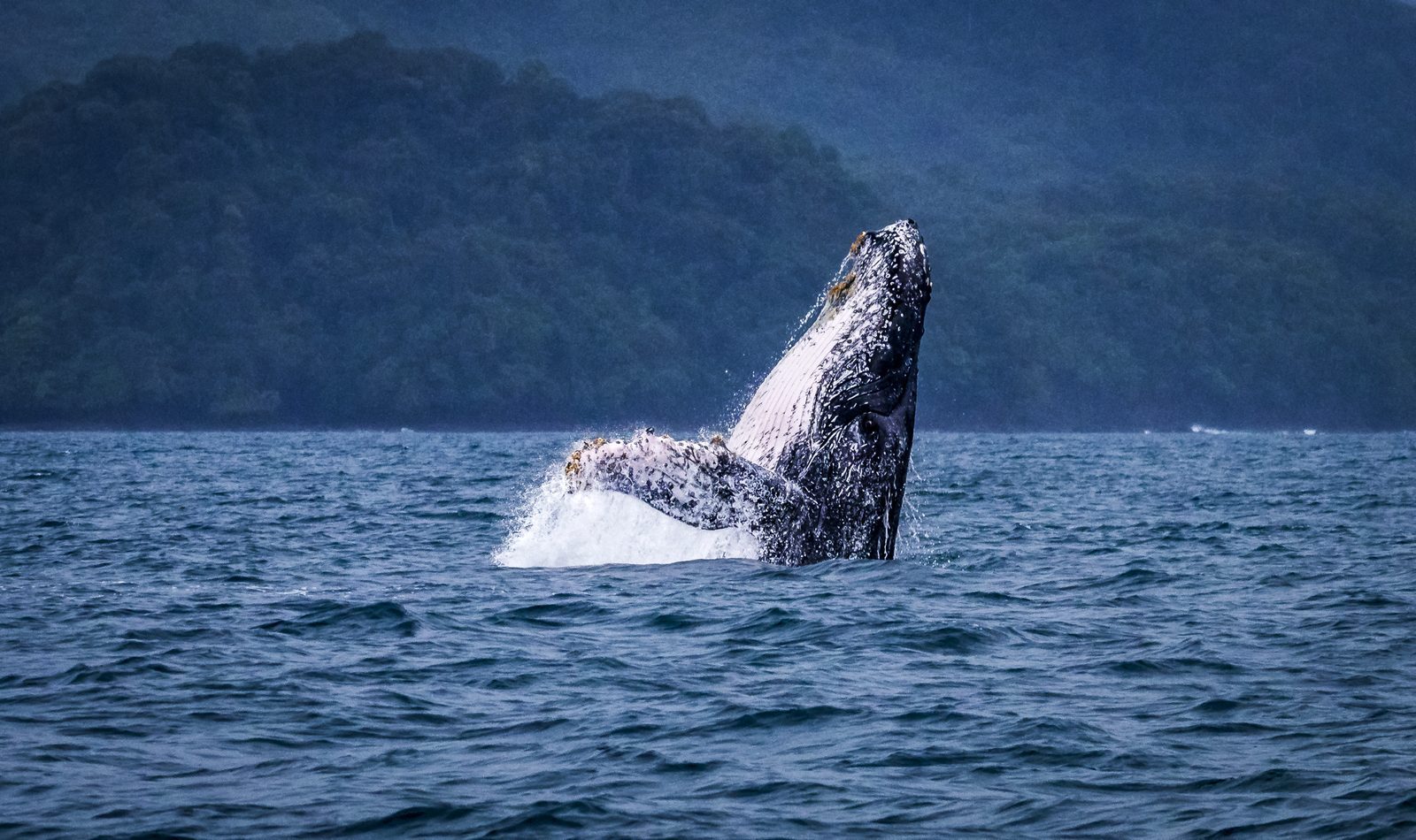 Humpback whale breaching off the coast of Panama