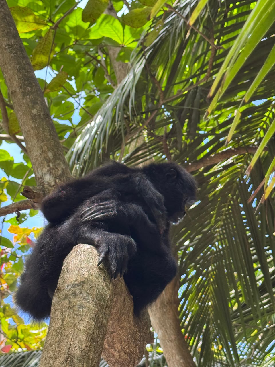 Monkey in the rainforest along the Panama Canal